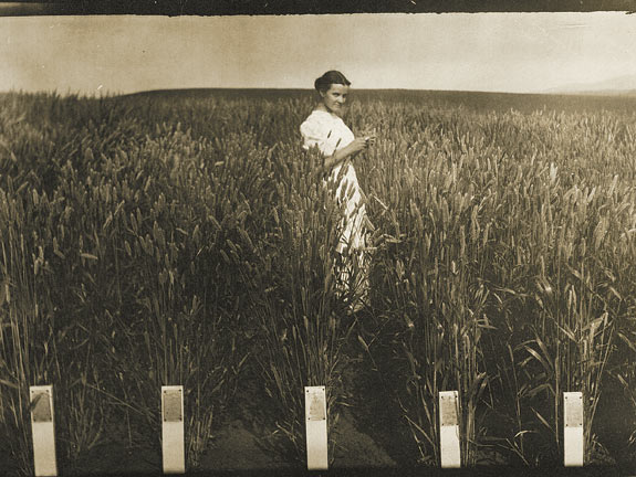 Xerpha Gaines visits her husband Edward's variety test plots on Washington State College's campus in 1912.