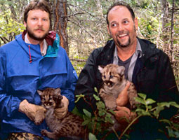Don Katnik and Bob Wielgus with cougar kittens.