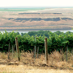 Wineyard. <em>Robert Hubner</em>