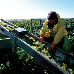 Sorting grapes at harvest. <em>Robert Hubner</em>