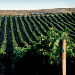 Vineyard. <em>Robert Hubner</em>