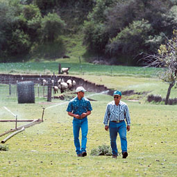Neil, left, talks farming with his father, Dick, on a stroll across the pasture near Dusty. Robert Hubner