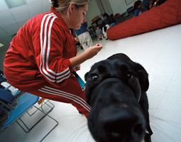 Ain't misbehavin'. Photo of pet dog. By Robert Hubner