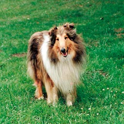 Collie. Dorothy Newkirk