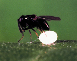 Copidosoma floridanum wasp