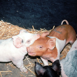 Pigs