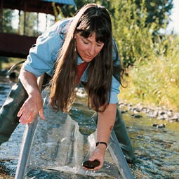 Carolyn Blake checks for caddisfly larvae, indicators of stream quality. Blake coordinates the Cooperative Extension Water Education and Training through 4-H, Ferry County schools, and other children's programs. Robert Hubner