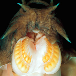 Jon Mallatt used genetic analysis to confirm his suspicions about the hagfish. Brandon D. Cole/Corbis