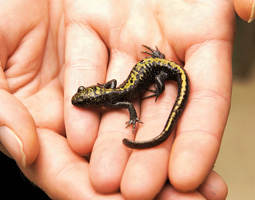 Long-toed salamander. By Robert Hubner