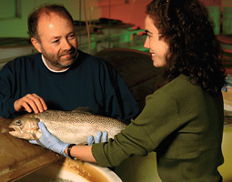 Does appearance always reflect the genes? Not in salmon. Gary Thorgaard found that 84 percent of the Hanford Reach chinook that were functioning as females were actually males. by Chris Mather