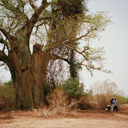 Albadi Toure, right, Oumar Badini, center, and Ibrahim Diallo take a break in the shade of a baobab tree on grazing lands in northern Mali, West Africa. By Peter Chilson