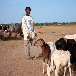 Dicko Adama, young goatherd of the Mossi tribe, stands with his flock outside the town of Ouahigouya, Oumar Badini's hometown in northern Burkina Faso, about 30 miles east of the border with Mali. By Peter Chilson