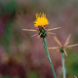 Yellow star thistle, Centauria solstitialis. Larry Hufford