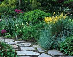 'Waterwise' garden at the Bellevue Botanical Garden, with purple alliums in bloom, mid-May. Mary Robson 'Waterwise' garden at the Bellevue Botanical Garden, with purple alliums in bloom, mid-May. Mary Robson