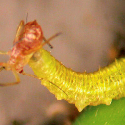 Hover fly larva feeding on an aphid. David James