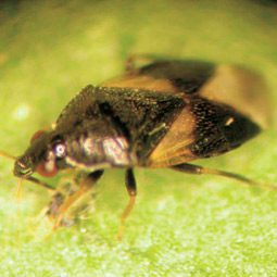 Minute pirate bug (Orius tristicolor), predator of mites and aphids. David James