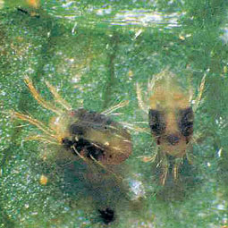 Two-spotted spider mites (Tetranychus urticae). David James