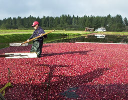 A worker at Cranguyma Farms in Long Beach, Washington, uses a wooden paddle to keep floating cranberries moving to a submerged pump head, which sucks the berries to a pipe and loads them into a waiting truck for shipping to the processing plant. Bill Wagner A worker at Cranguyma Farms in Long Beach, Washington, uses a wooden paddle to keep floating cranberries moving to a submerged pump head, which sucks the berries to a pipe and loads them into a waiting truck for shipping to the processing plant. Bill Wagner