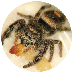 Jumping spider (<em>Phidippus sp.</em>).
