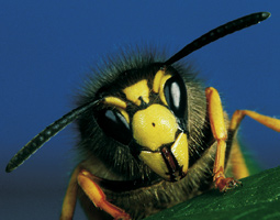bee