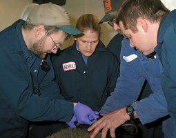 Scott Bender ('95 DVM), left, demonstrates the technique he developed for testing for scrapie in sheep to research microbiologist Janet Alverson, research technician Duan Chandler, and visiting Russian scientist Oleg Verkhovsky. Scott Bender ('95 DVM), left, demonstrates the technique he developed for testing for scrapie in sheep to research microbiologist Janet Alverson, research technician Duan Chandler, and visiting Russian scientist Oleg Verkhovsky.