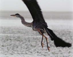Birds of the bay.