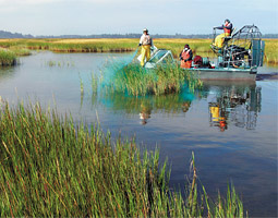 An airboat crew moves along the bay-side edges of the tall <em>Spartina</em> meadows that are taking over parts of the south end of Willapa Bay.