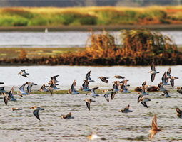 Willapa Bay, the largest estuary between San Francisco and Puget Sound, boasts one of the least-spoiled environments and the healthiest salmon runs south of Canada, produces one in every four oysters farmed in the United States, and is a favorite pit stop for tens of thousands of migratory birds. And it's in trouble.
