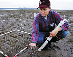 Kim Patten of the WSU research station at Long Beach shows a ghost shrimp that he drew from the bay bottom near Nahcotta.