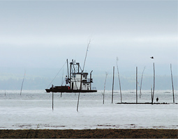 'Oyster growers have always been environmentalists to a point. We have to be, because we need clean water.' --John Herrold.