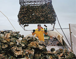 'Oyster growers have always been environmentalists to a point. We have to be, because we need clean water.' --John Herrold.