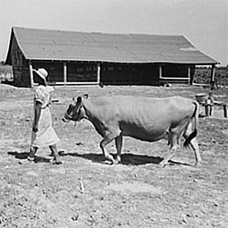 Sharecropper's wife leading cow to pasture, New Madrid County, Missouri, May 1938. Historical photos by Russell Lee/Farm Security Administration-Office of War Information Photographic Collection (Library of Congress).