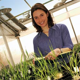 Graduate student Alysia Greco is studying the cost in yield to perennial wheats. She is also looking at how the plant partitions its energy during senescence.