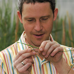 Postdoctoral researcher Doug Lammer pulls the anthers out of a head of wheatgrass, a perennial wild-wheat relative, thereby emasculating it and preparing it to hybridize with annual wheat.
