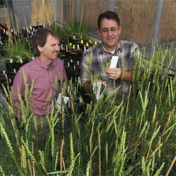 One of the major obstacles confronting plant pathologist Tim Murray and geneticist Steve Jones in their quest for perennial wheat is the time required for field-testing. Work int he greenhouse helps to reduce that time.