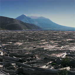 The massive landslide that triggered the 1980 eruption swept into Spirit Lake, raising its elevation by 60 meters. Trees mowed off by the following lateral blast still cover the surface of the lake.