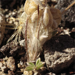 One of the many herbivores dawn to lupines, the leaf-miner wraps the plant in a web, then 'mines' the interior.