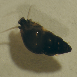 <em>Potamopyrgus antipodarum</em>