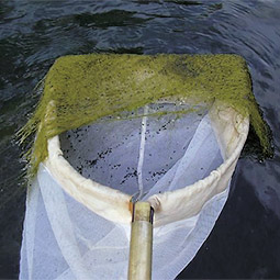 Snails (the black dots) collected in one swipe of the net through vegetation, Snake River, Idaho.