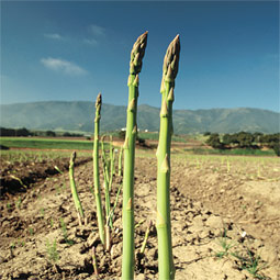 Asparagus is in! The best time to find fresh Washington asparagus at the market is from April through June. Asparagus is in! The best time to find fresh Washington asparagus at the market is from April through June.