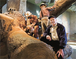 Just 30 days after the 1980 Mount St. Helens eruption, Dick Ford and three coworkers planted the first tree seedlings int he blast zone to see how they would fare. This winter the first truckloads of logs rolled off the devastated slopes to become lumber—and Ford has settled into his new job as director of the Forest Learning Center. Just 30 days after the 1980 Mount St. Helens eruption, Dick Ford and three coworkers planted the first tree seedlings int he blast zone to see how they would fare. This winter the first truckloads of logs rolled off the devastated slopes to become lumber—and Ford has settled into his new job as director of the Forest Learning Center.