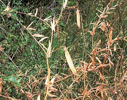 Pods of <em>Pisum elatius</em>