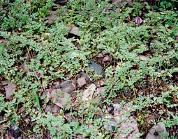 The sought-after wild perennial chickpeas, <em>Cicer ervoides,</em> made a rare and valuable addition to the U.S. gemplasm collection. Muehlbauer may cross the wild peas with varieties grown in eastern Washington to create new strains that are more weather- and disease-hardy.