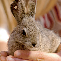 This juvenile pygmy rabbit, cradled in colony manager Becky Elias's hands, is about two-thirds the size of an adult. This juvenile pygmy rabbit, cradled in colony manager Becky Elias's hands, is about two-thirds the size of an adult.