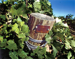 Teaching—and learning—wine.