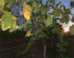 grapevine