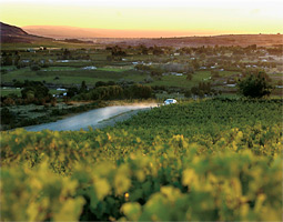 vineyard