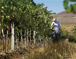 vineyard