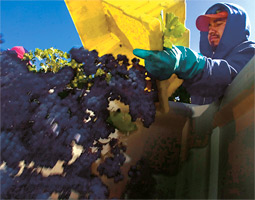 Grapes for a merlot to be made in a small boutique winery, Fidelitas, are hand-picked by workers on the Wahluke Slope in south-central Washingotn. The grapes head to the winery the day that they're picked.