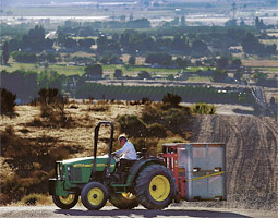 Wineries around Washington are seeking grapes grown on Red Mountain, a 3,600-acre area in the Yakima River Valley. Here a driver takes a load to be crushed. Red Mountain grapes are considered premium by winemakers, especially for use in red wines like merlot, Syrah, Cabernet Franc, and Cabernet Sauvignon.